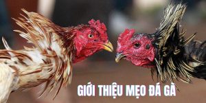 Mẹo đá gà và những điều tổng quan 