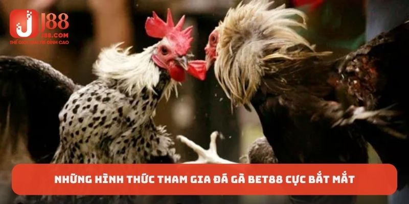Các hình thức đá gà bắt mắt nhất tại sân chơi cược này